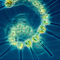 phytoplankton