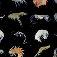 zooplankton